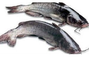 Catfish Whole