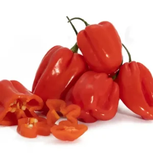 Fresh Rodo (Scotch Bonnet) 1kg