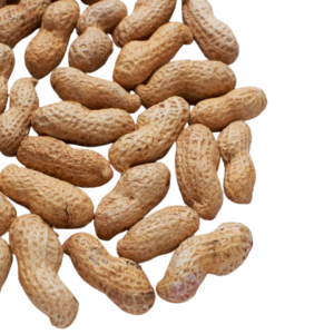 Fresh Groundnuts (Peanuts)