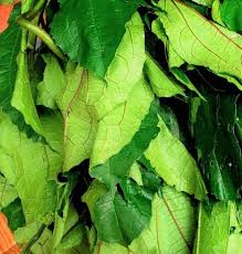 Fresh Ugu 1kg