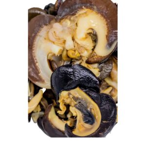 Medium Snails